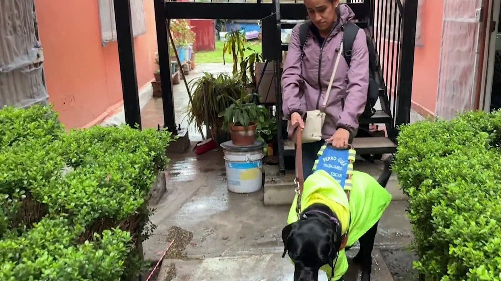 Escuela para Entrenamiento de Perros Guía, en Riesgo de Desaparecer