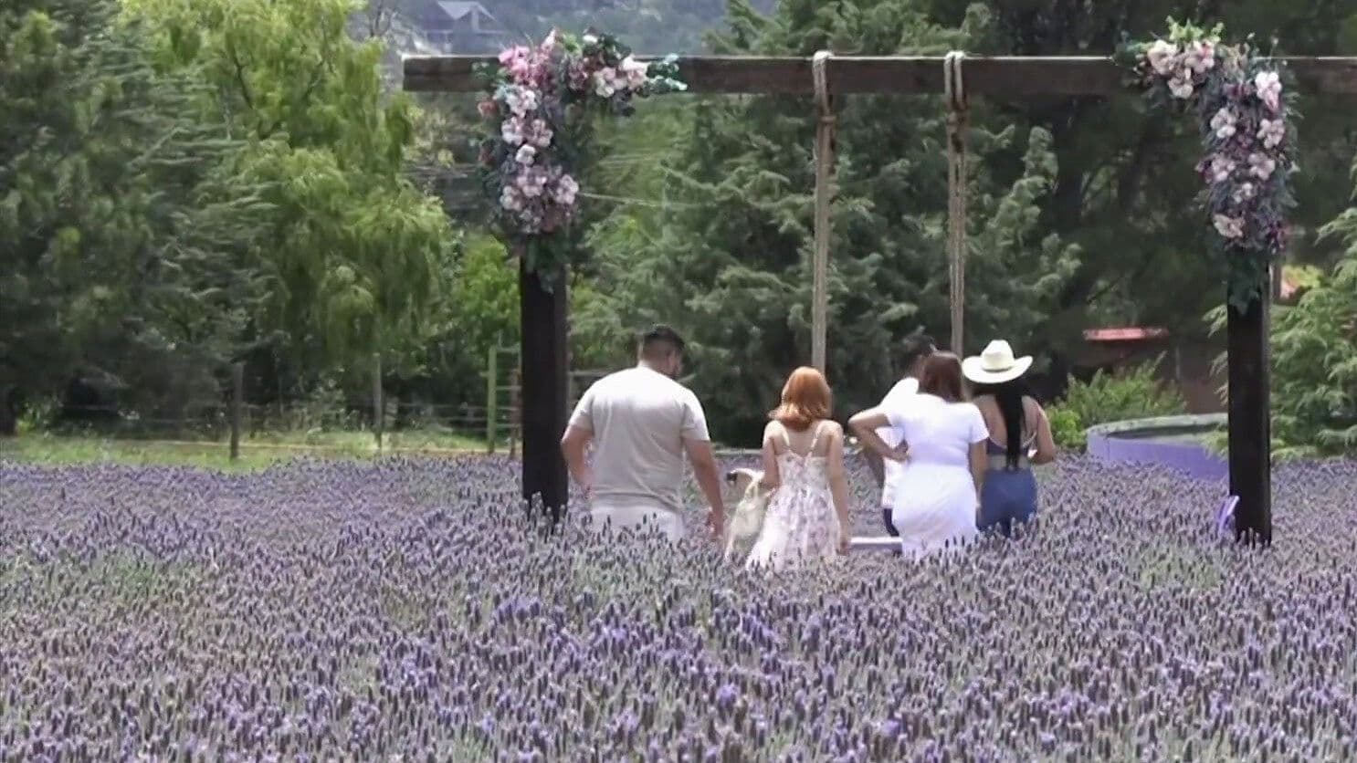 Campo de Lavanda Pinta de Morado la Sierra de Arteaga y Protege a las Abejas en Coahuila