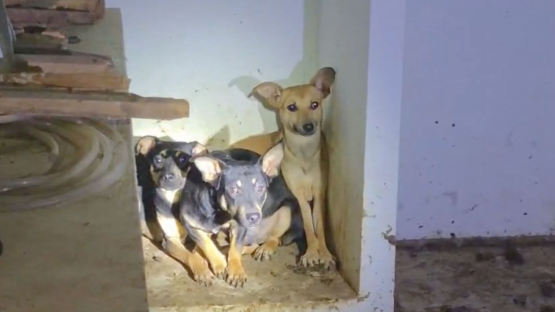 Rescatan Mascotas Presuntamente Utilizadas para Rituales en Colonia Santa Rosa Xalapa Veracruz
