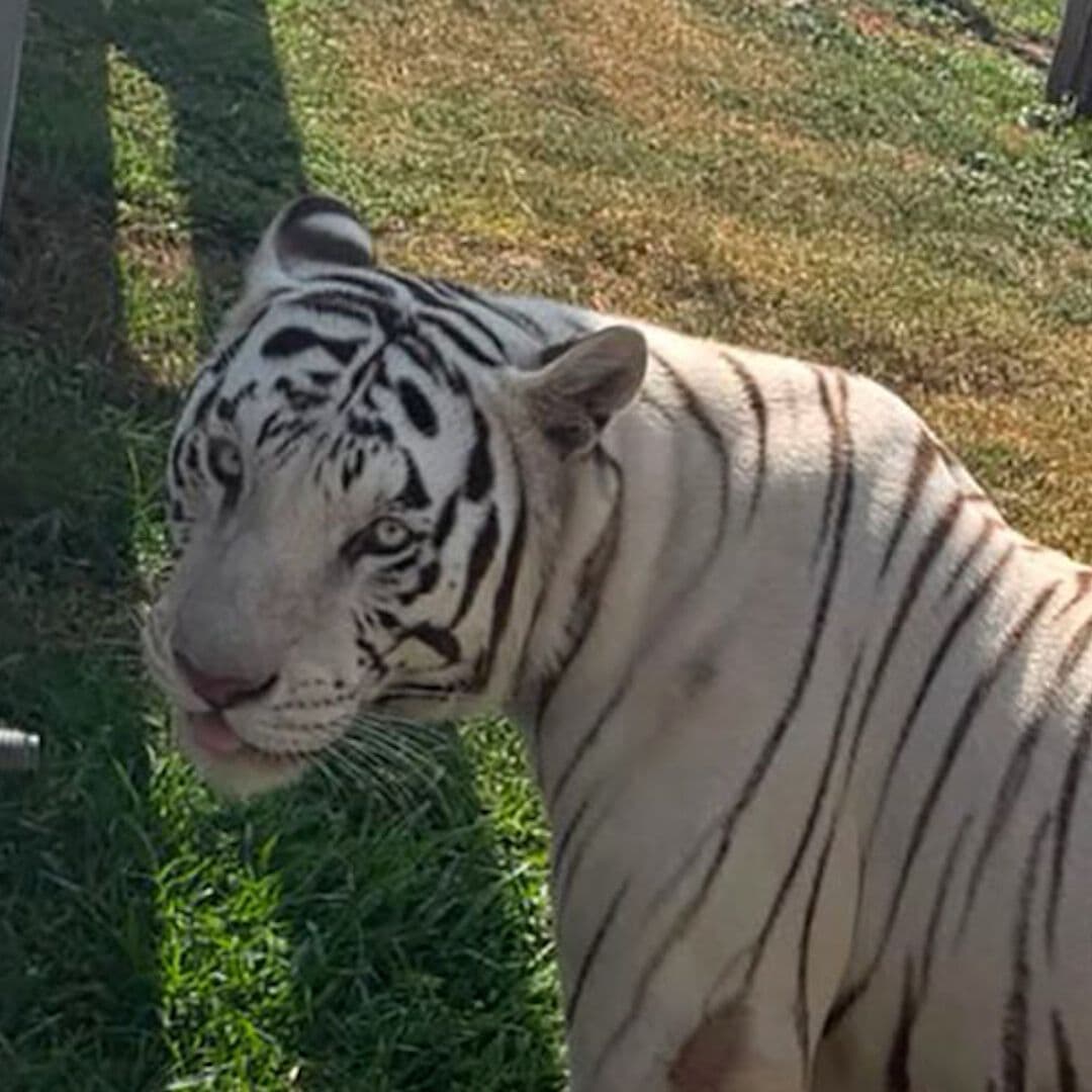 Rescatan 135 Animales Exóticos en Tamaulipas