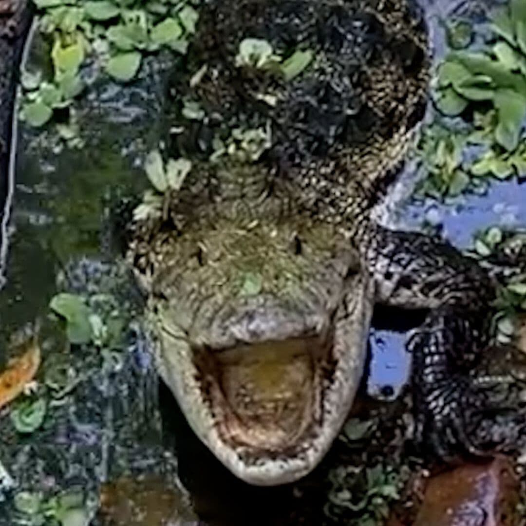 Graban Rugido de una Mamá Cocodrilo