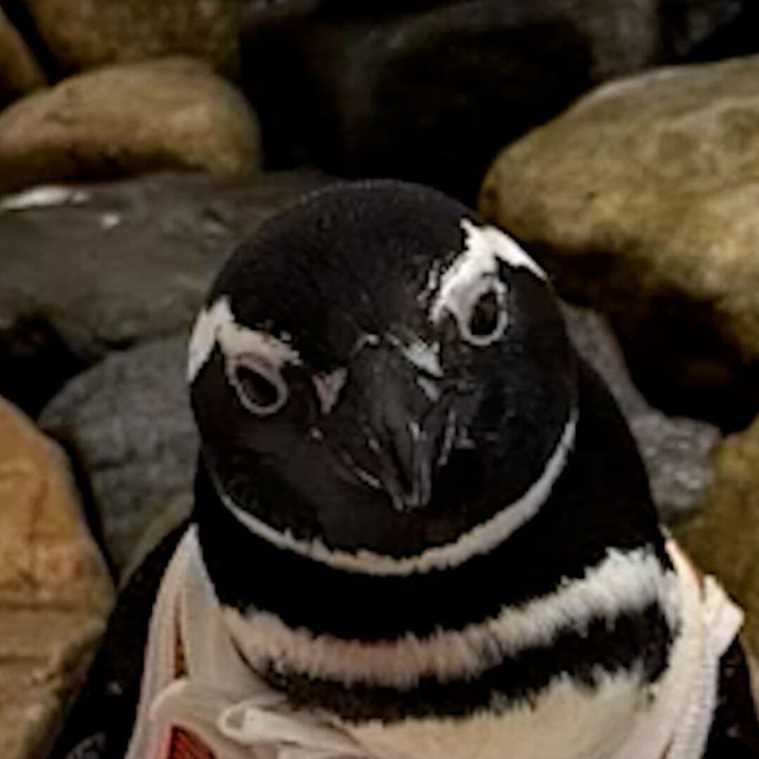 Crean Chalecos para Pingüinos Recién Suturados
