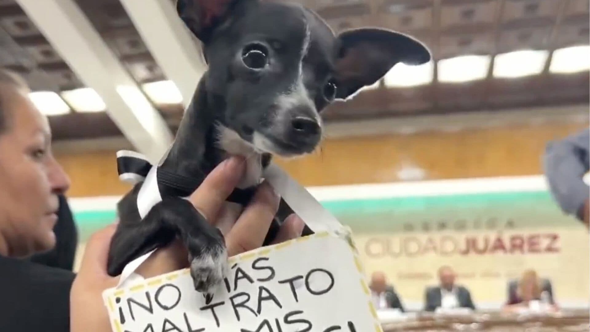 Aprueban Reglamento de Bienestar Animal en Ciudad Juárez; Castigarán con Cárcel