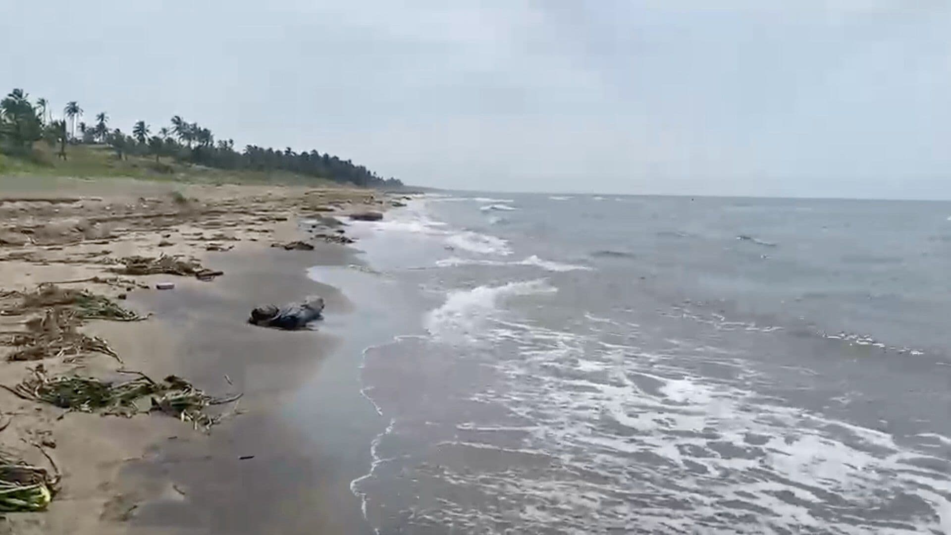 Hallan Delfín Muerto en Zona Rural de Coatzacoalcos