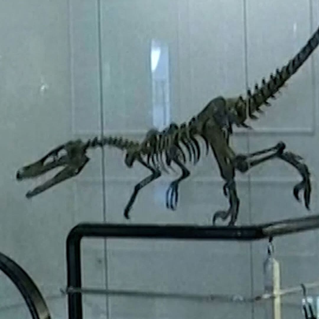 Venden Huesos de Dinosaurio en Rusia