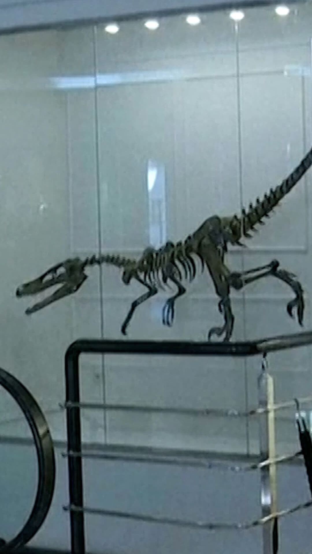 Venden Huesos de Dinosaurio en Rusia