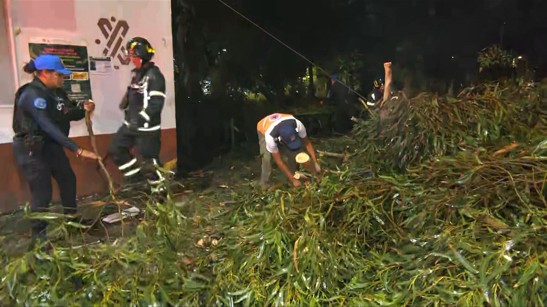 Reportan Caída de Árbol en Jardín de las Artes Gráficas, en la Colonia Doctores