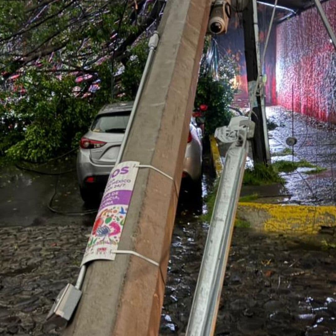 Caída de Árbol Causa Colapso de Cuatro Postes de Luz