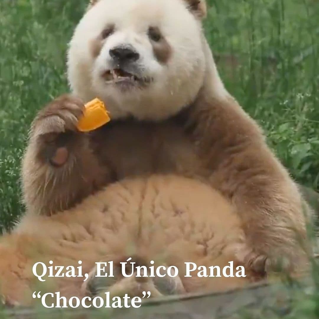 Qizai, El Único Panda “Chocolate”