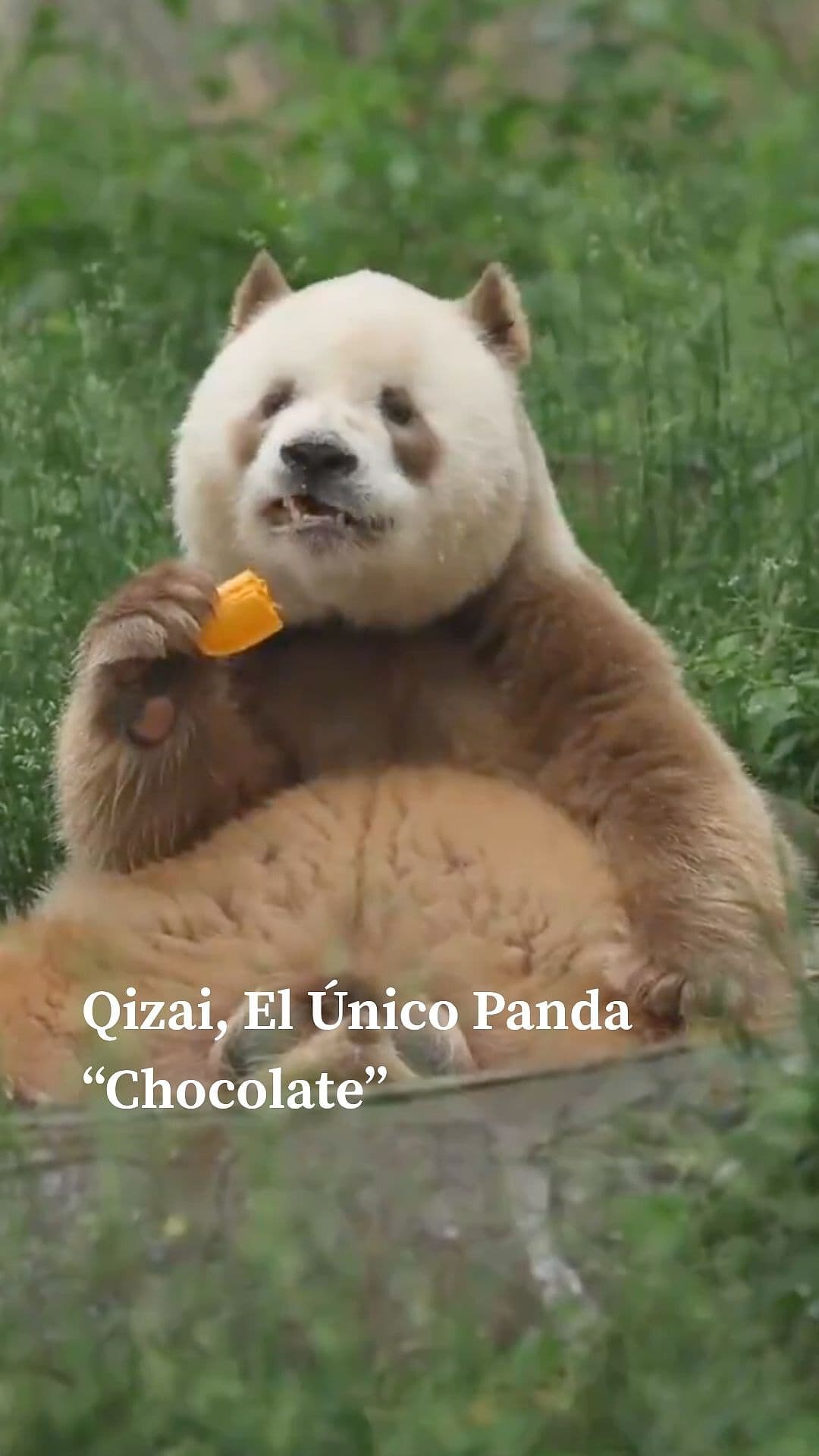 Qizai, El Único Panda 'Chocolate'