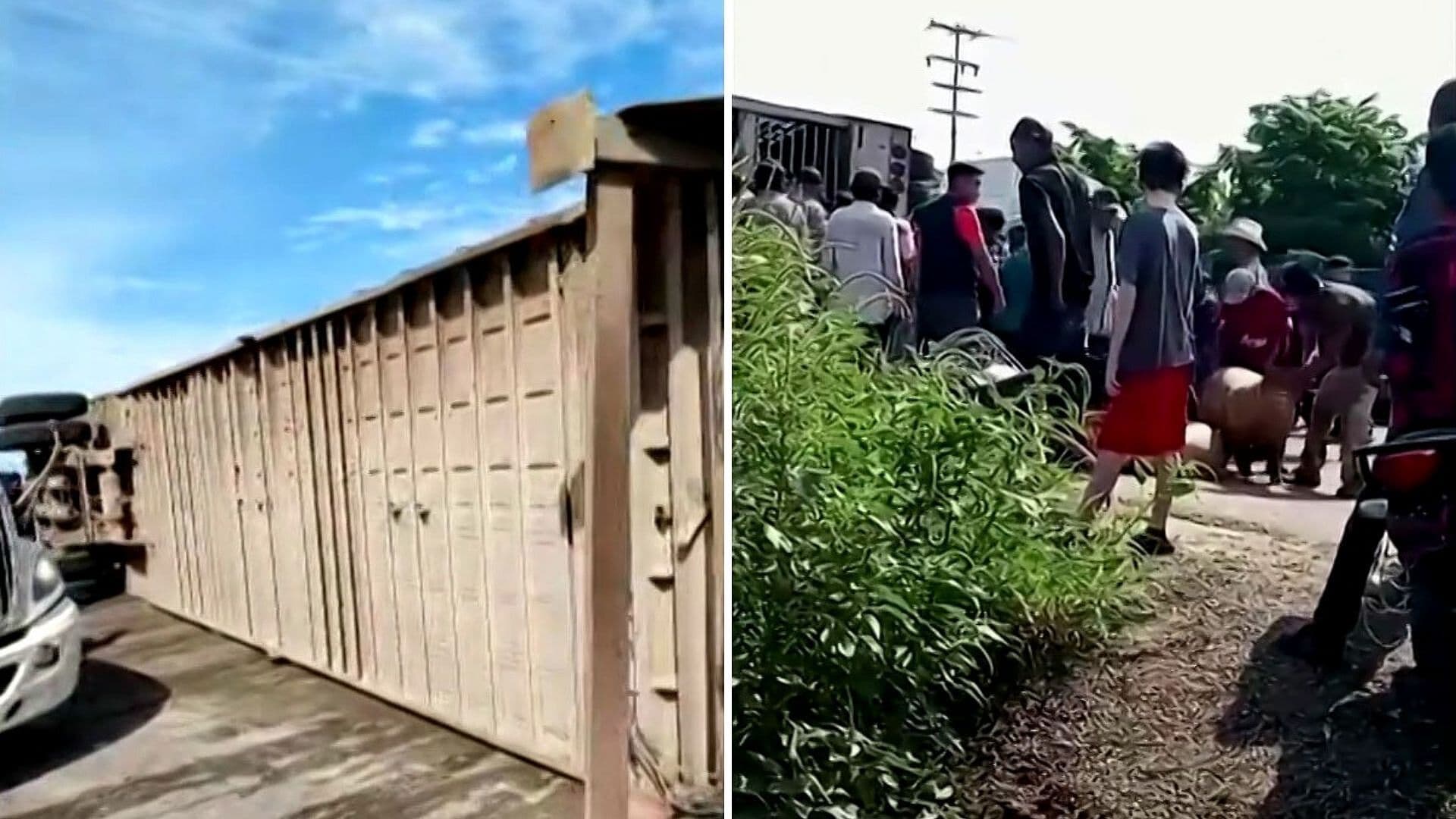 Volcadura de Tráiler Desata Rapiña de Cerdos en Carretera de Navojoa, Sonora