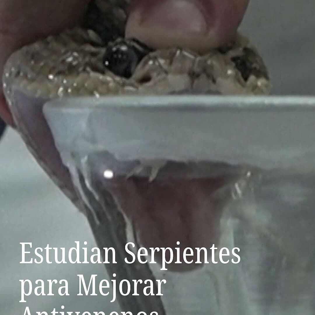 Estudian Serpientes para Mejorar Antivenenos