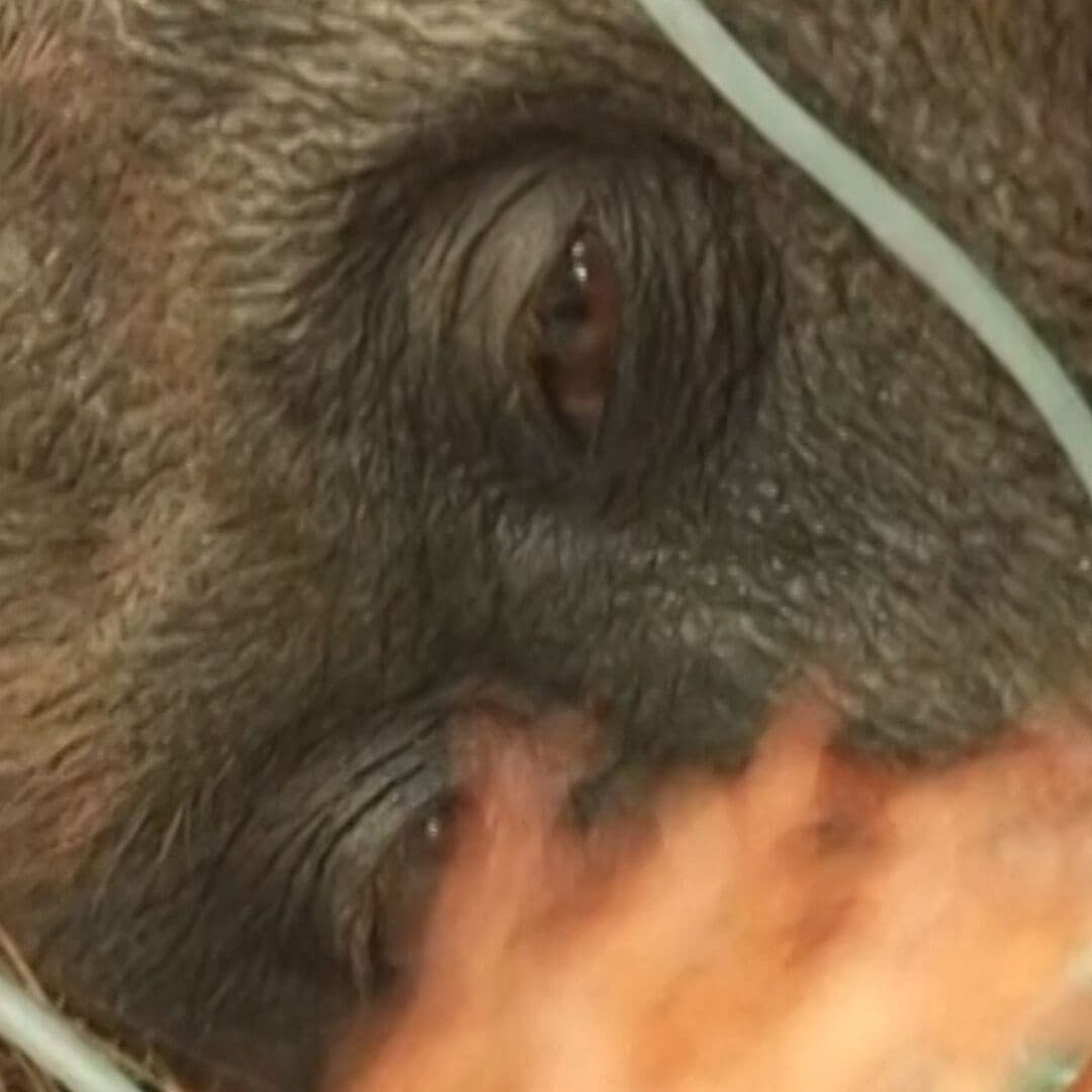 Orangután, Enfermo por Incendio
