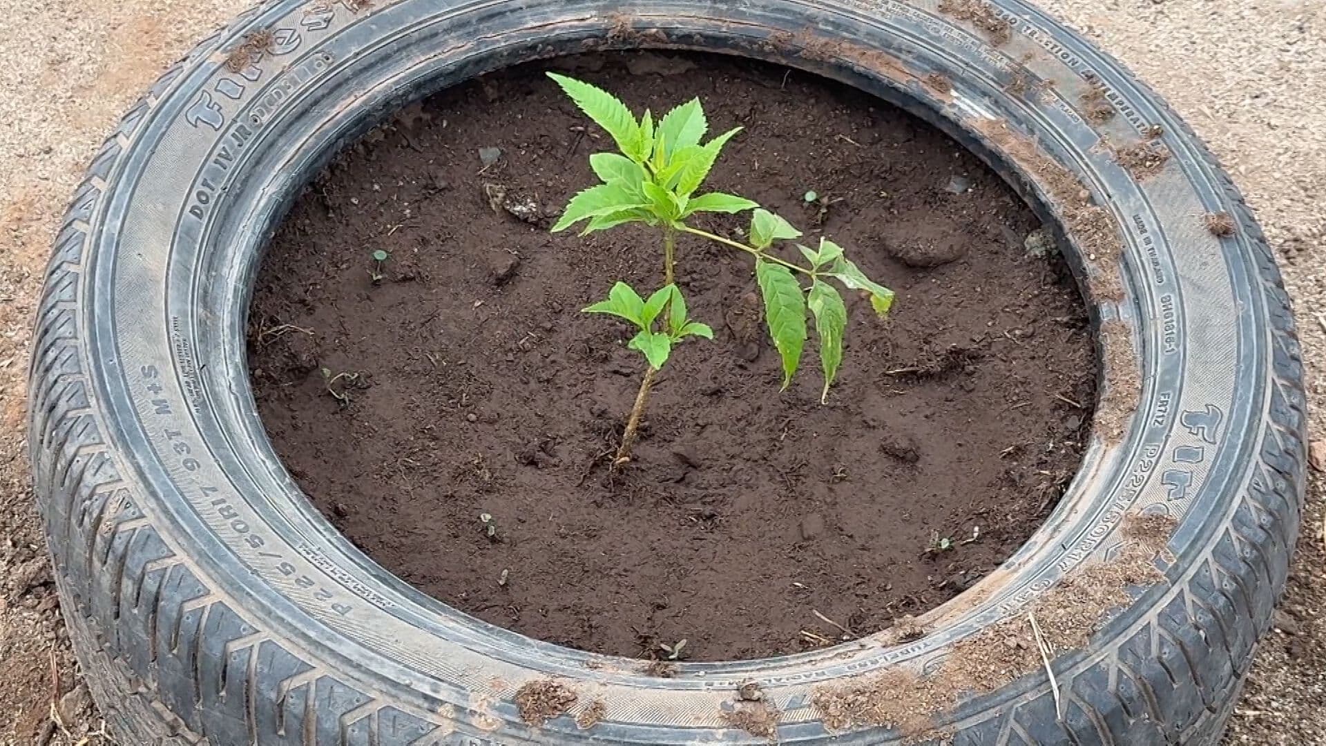 Desaparecen Árboles Tras Reforestación de Área Verde en Ensenada