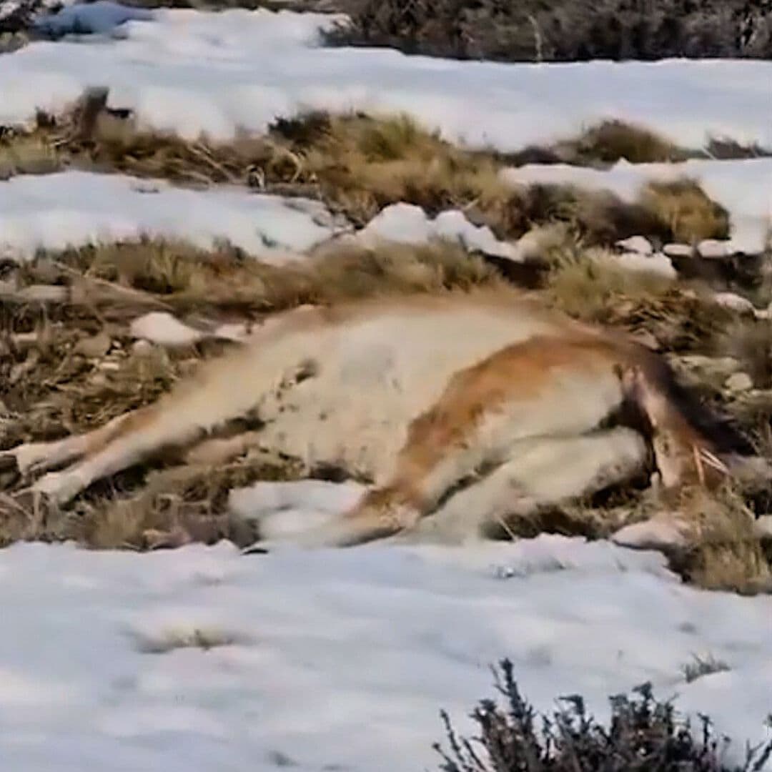 Misterio por Muerte de Guanacos