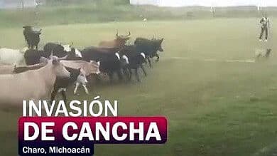 Video | Momento en que unas Vacas Irrumpe en Cancha y Obliga a Suspender Partido en Michoacán