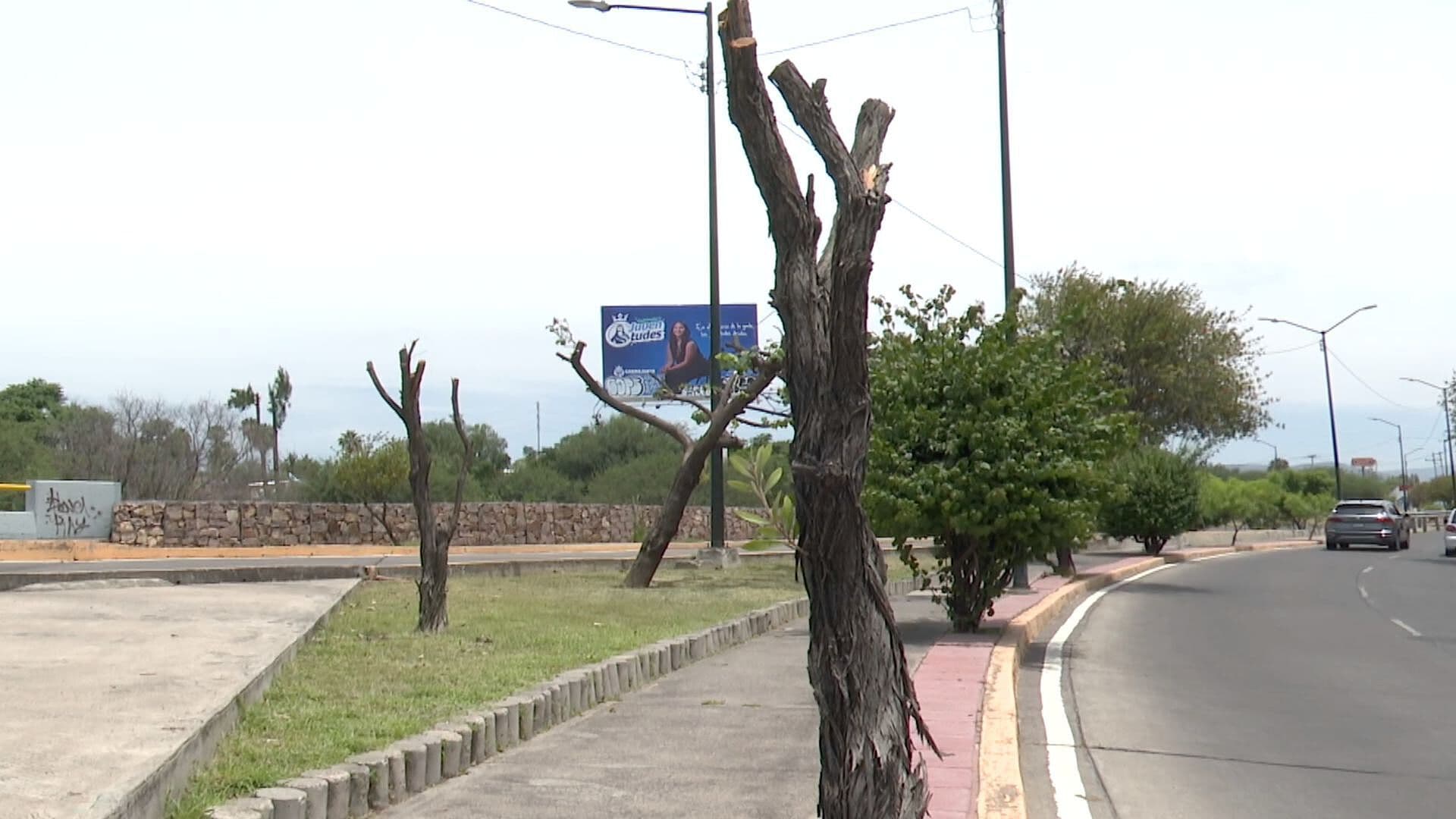 Analizan Multar a Quien Podó Árboles en el Malecón de León Guanajuato