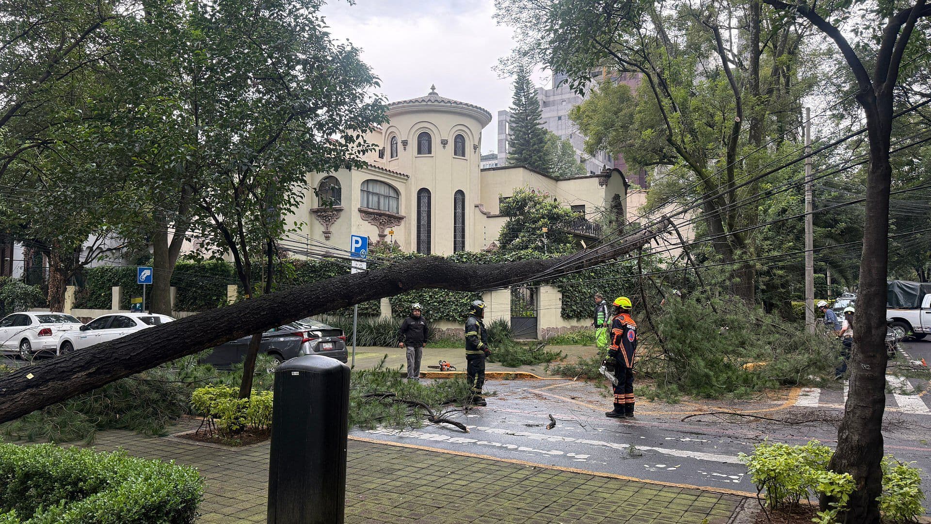 Cae Árbol de 12 Metros sobre Cables Eléctricos en la Colonia Polanco, CDMX