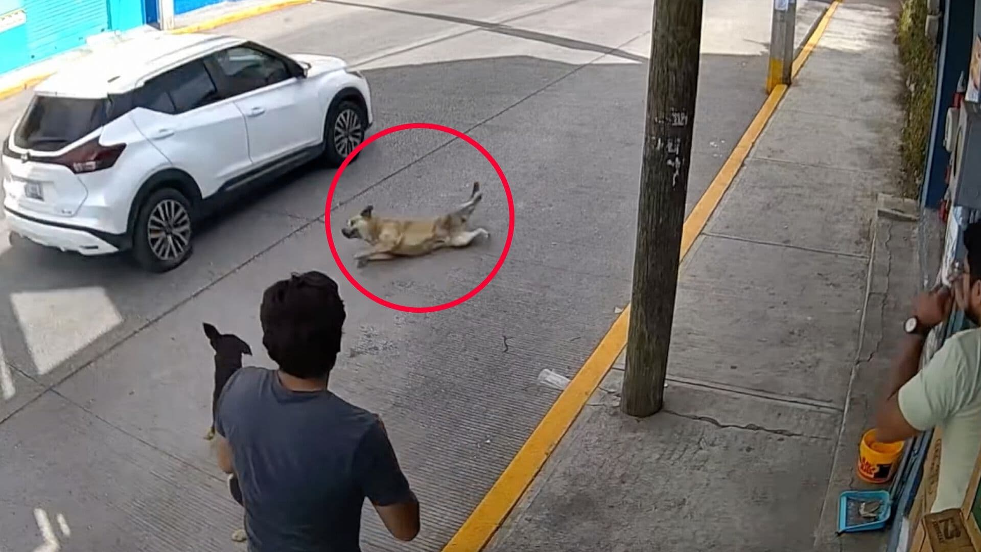 Video Perro Cruzando Calle Atropellado por Camioneta Cuautlancingo Puebla