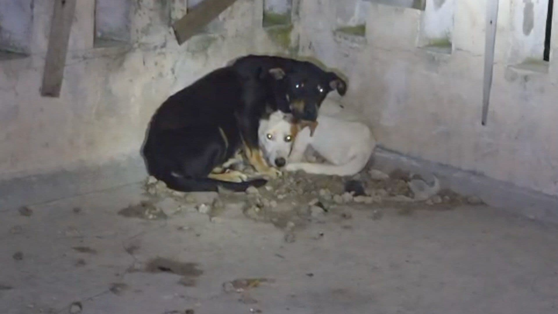 FGE Abre Carpeta de Investigación por Crueldad Animal en Xalapa