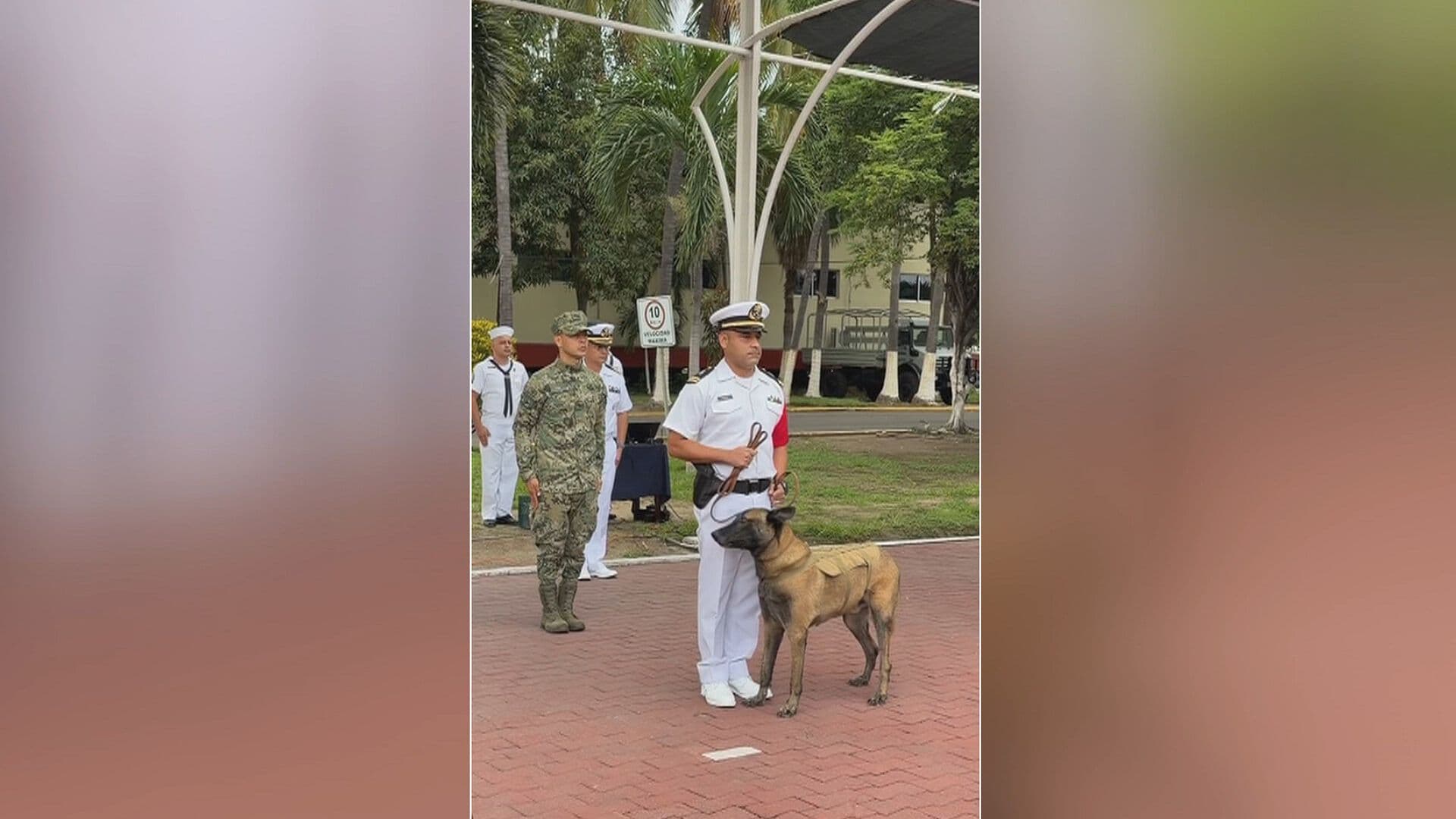 Semar Reconoce la Trayectoria del Elemento Canino 'Hermes', Colima