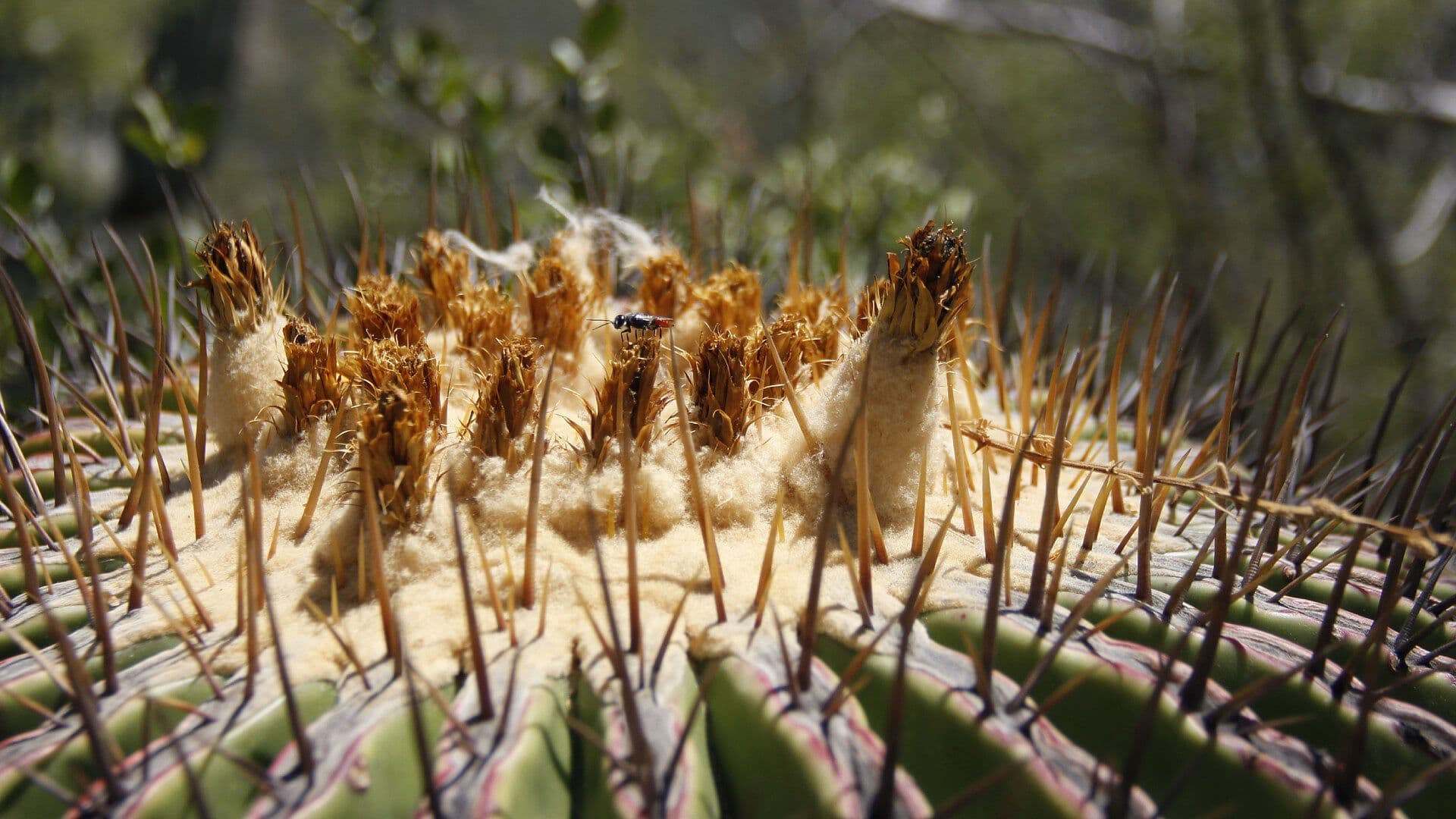 Biznaga Burra Tonel Origen Acitrón Ingrediente Prohibido Chile Nogada Zapotitlán Salinas Puebla