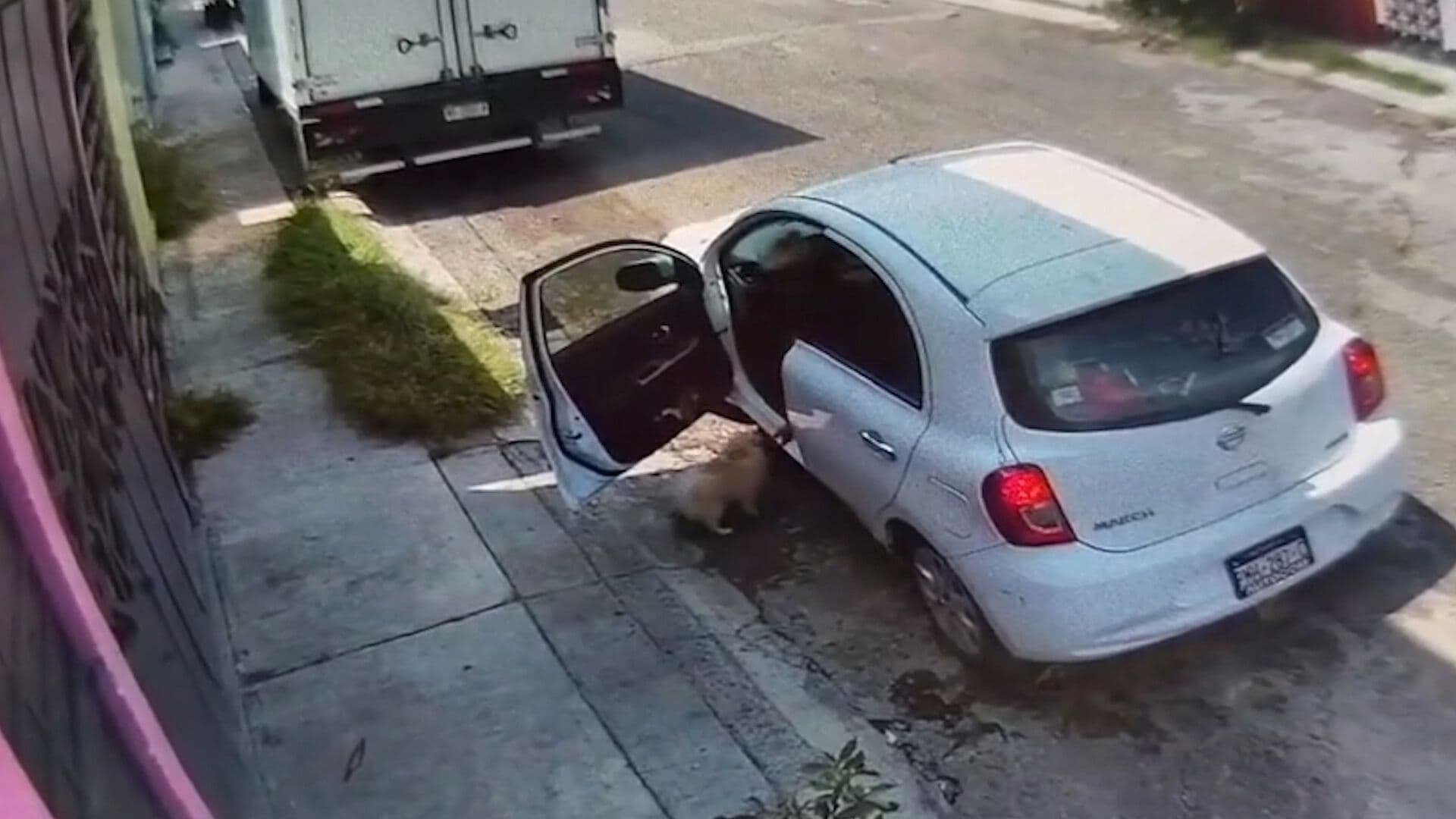 Así Robaron a un Perro Pomerania en Morelia