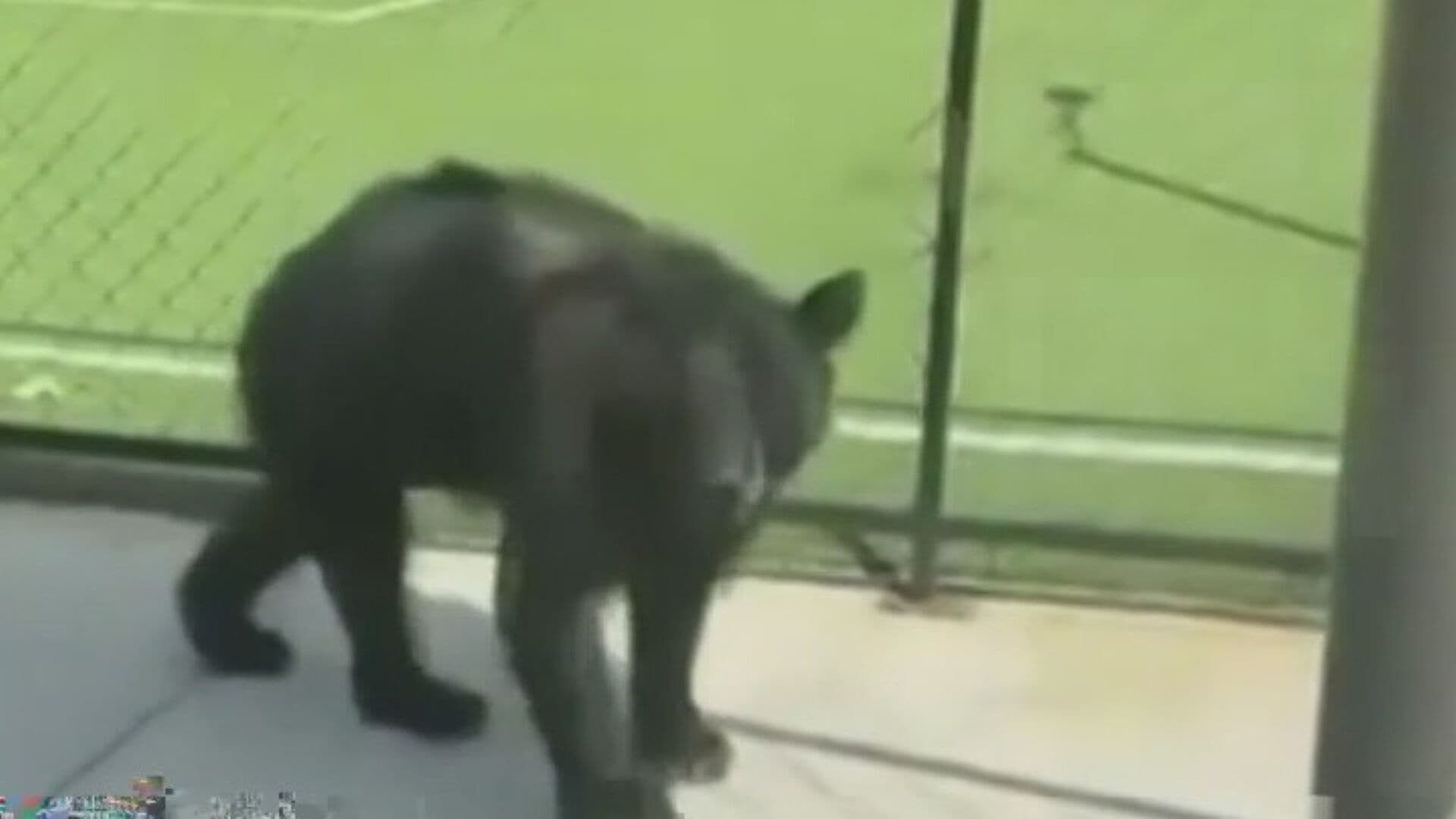 Sorprende Visita de Oso a Estudiantes Pasea por Campo de Prepa al Sur de Monterrey