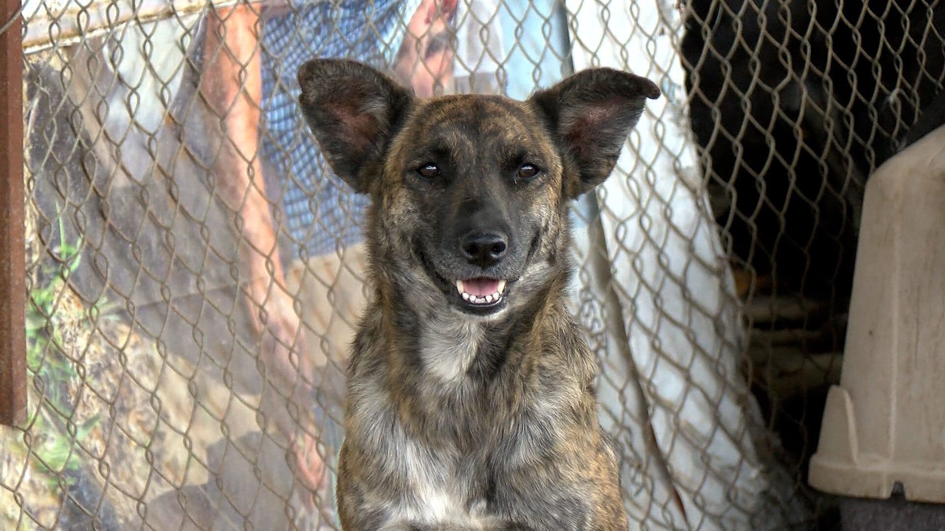 Zapopan Encabeza la Eutanasia en Perros; las Adopciones Siguen a la Baja