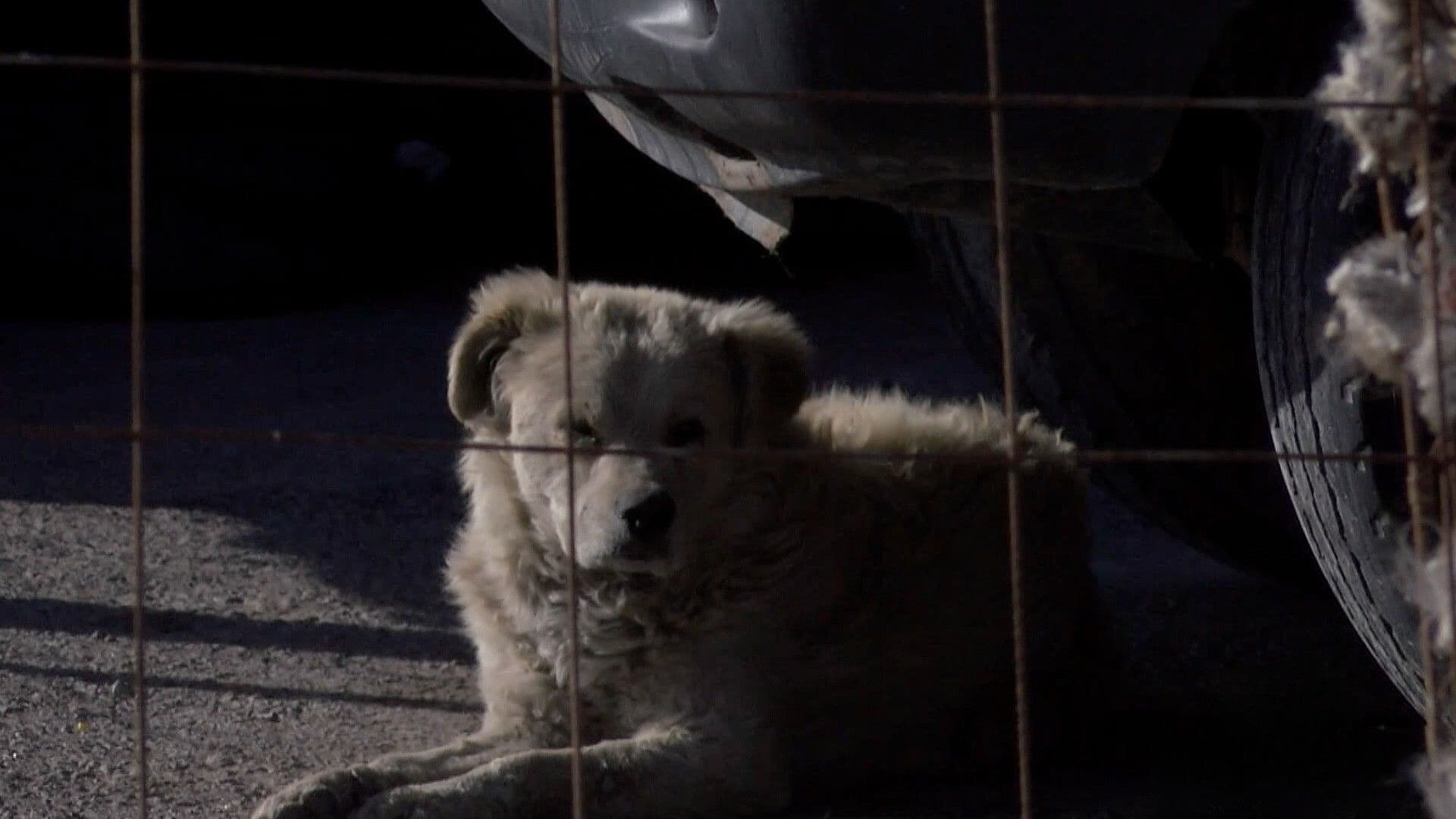 Ataques de Perros Generan Alerta en Chihuahua
