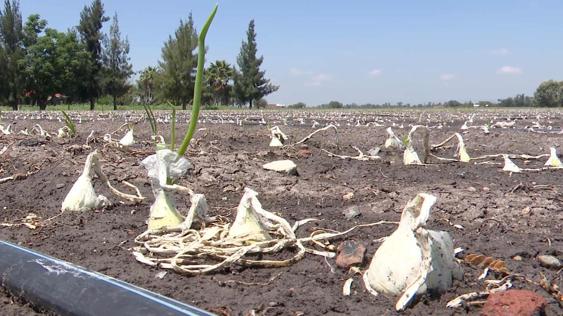 Recientes Lluvias Afectan Cultivos de Maíz y Sorgo en Guanajuato