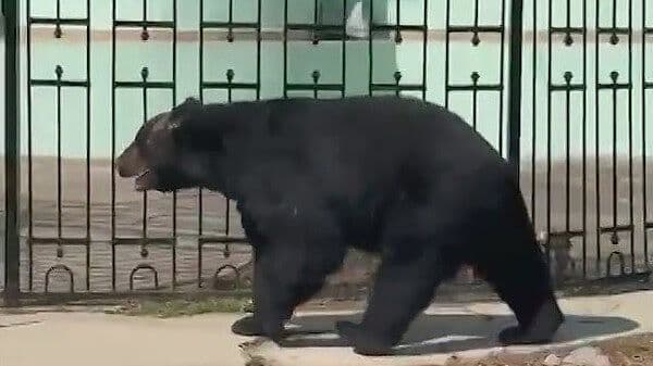 Pasea oso por Calles de la col. Satélite en Monterrey