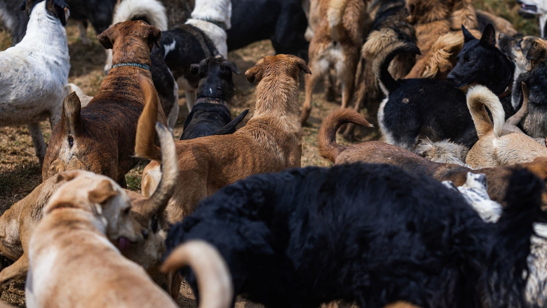 Denuncian Nuevo Ataque de Perro en Chihuahua; Piden Control de Mascotas