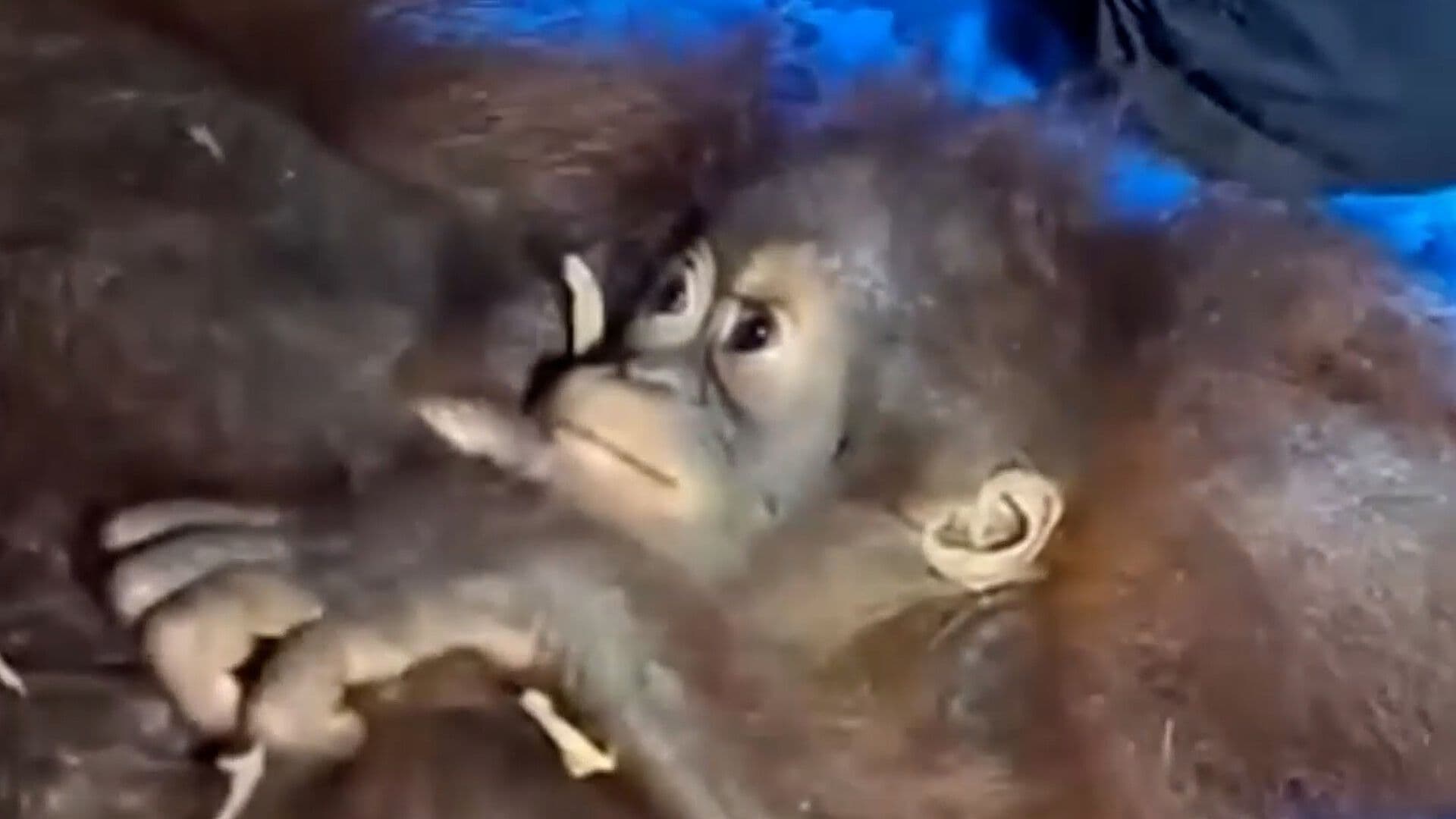 Mamá Orangután y Su Cría se Refugian en Árbol Durante Incendio