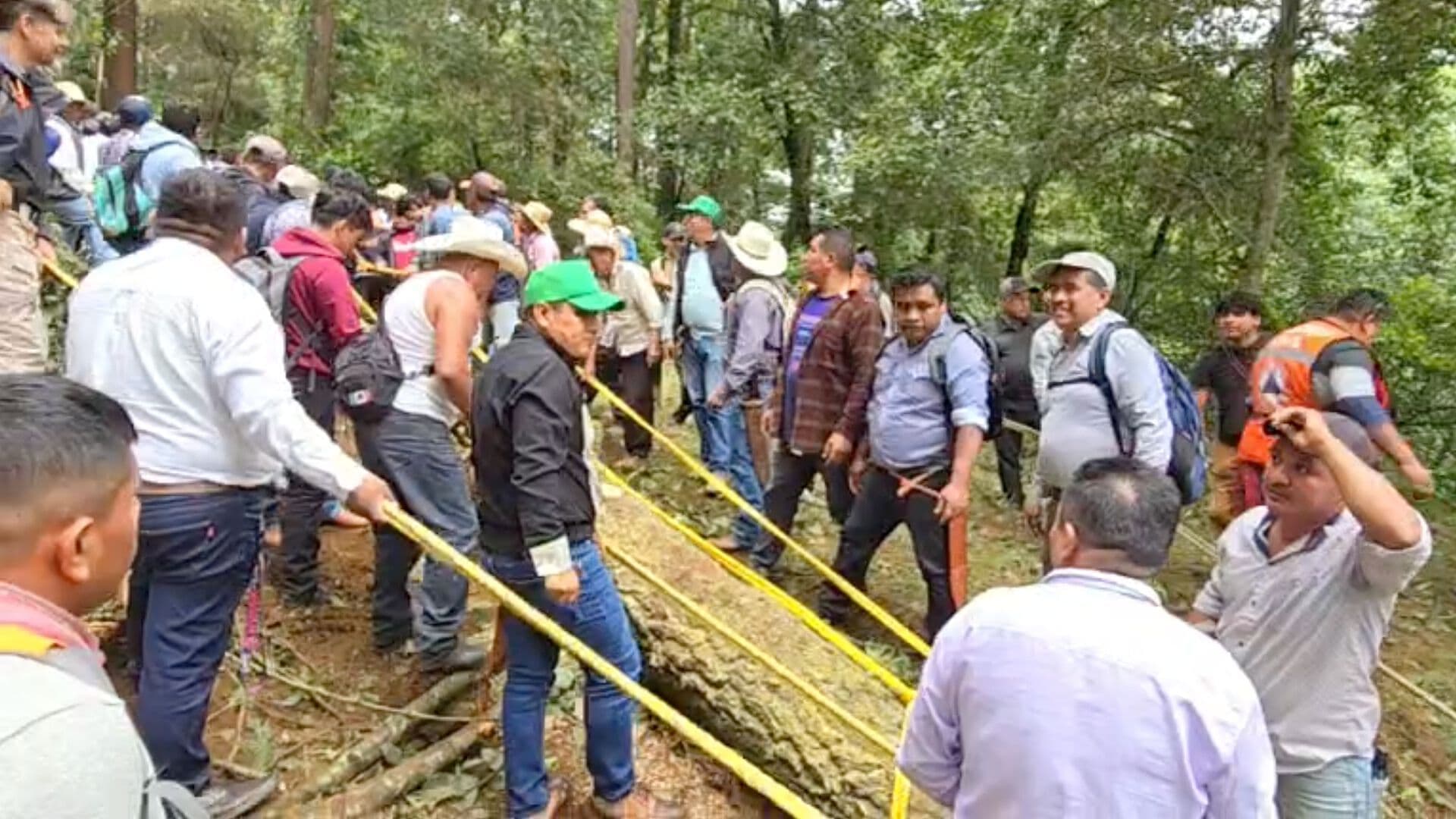 Ritual Árbol Cortado Nuevo Palo Voladores Feria Fiestas Patronales Cuetzalan Puebla