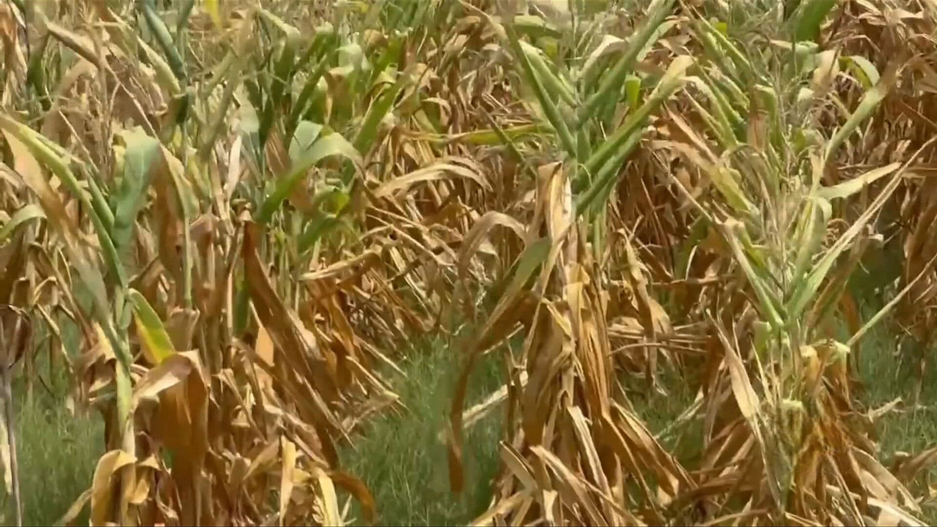 UNAM Advierte que El Niño Agravará Sequías y Olas de Calor