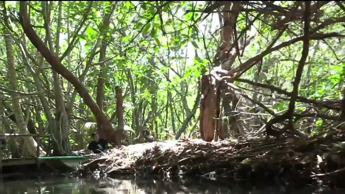 Conociendo San Crisanto: Un Paraíso de Manglares y Flamencos Rosados en Yucatán