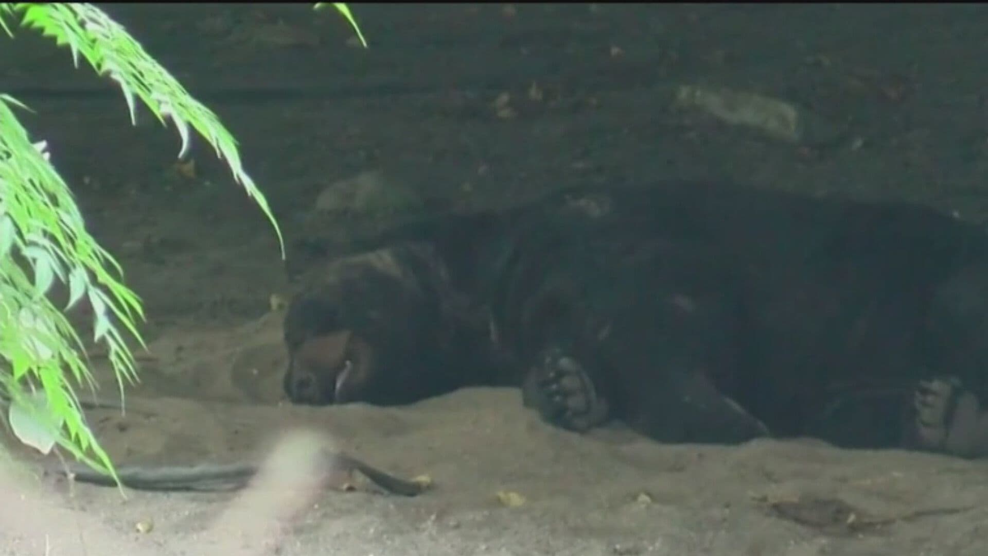 Atienden a Oso Charmín por Indigestión en Nuevo León