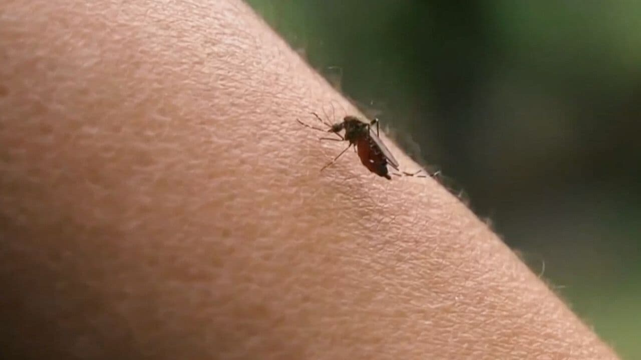 Sonora Concentra el 72% de los Casos de Dengue en México