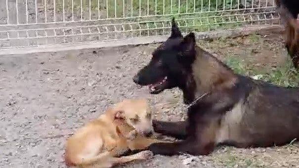 Arranca Jornada de Adopción de Perros y Gatos en Tlaquepaque