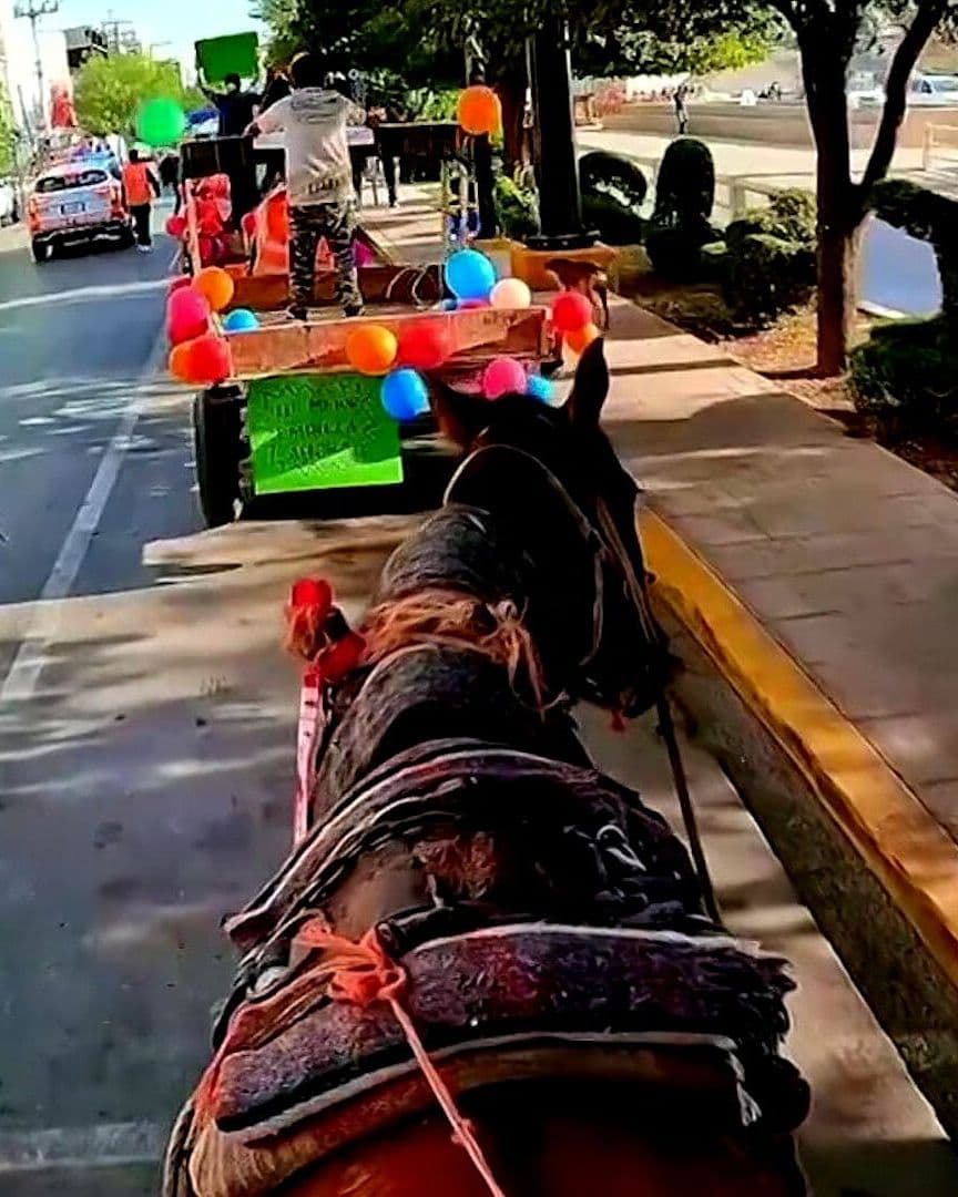 Torreón Jubila a 130 Caballos, Yeguas, Mulas y Burros Utilizados por Carromateros