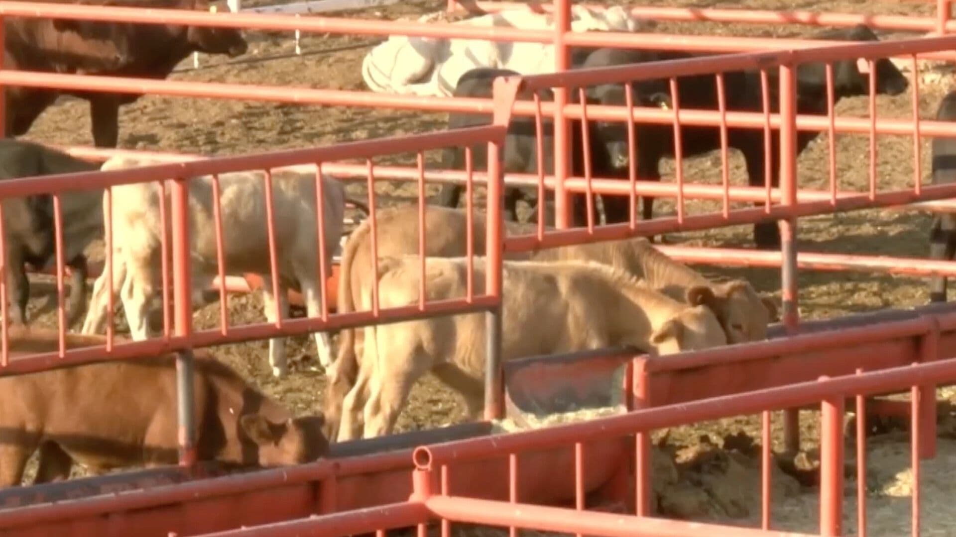 Lanzan Rifa para Ordenar Cruces de Ganado en de Chihuahua a Estados Unidos