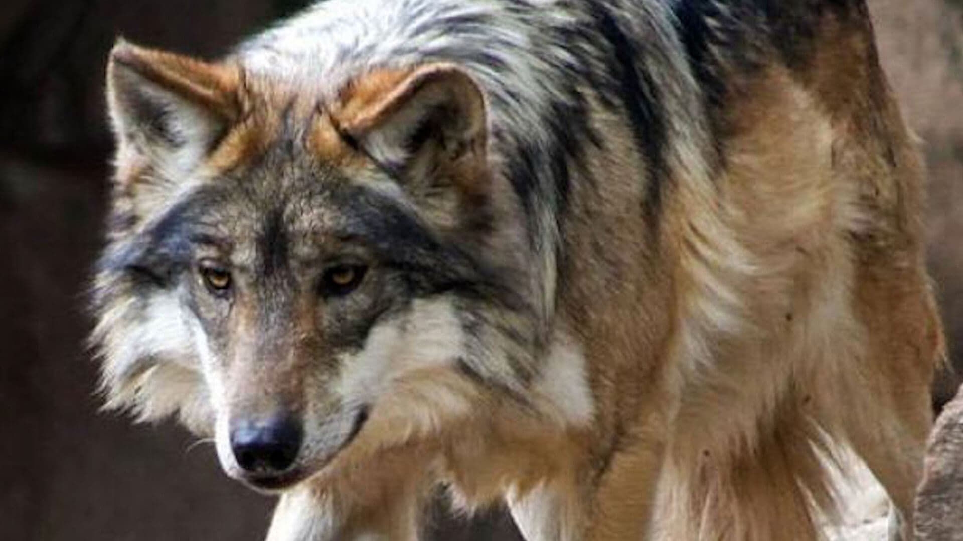 Lobo Mexicano, Bajo Amenaza de Trump