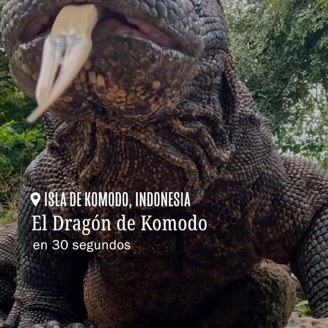 EL Dragón de Komodo