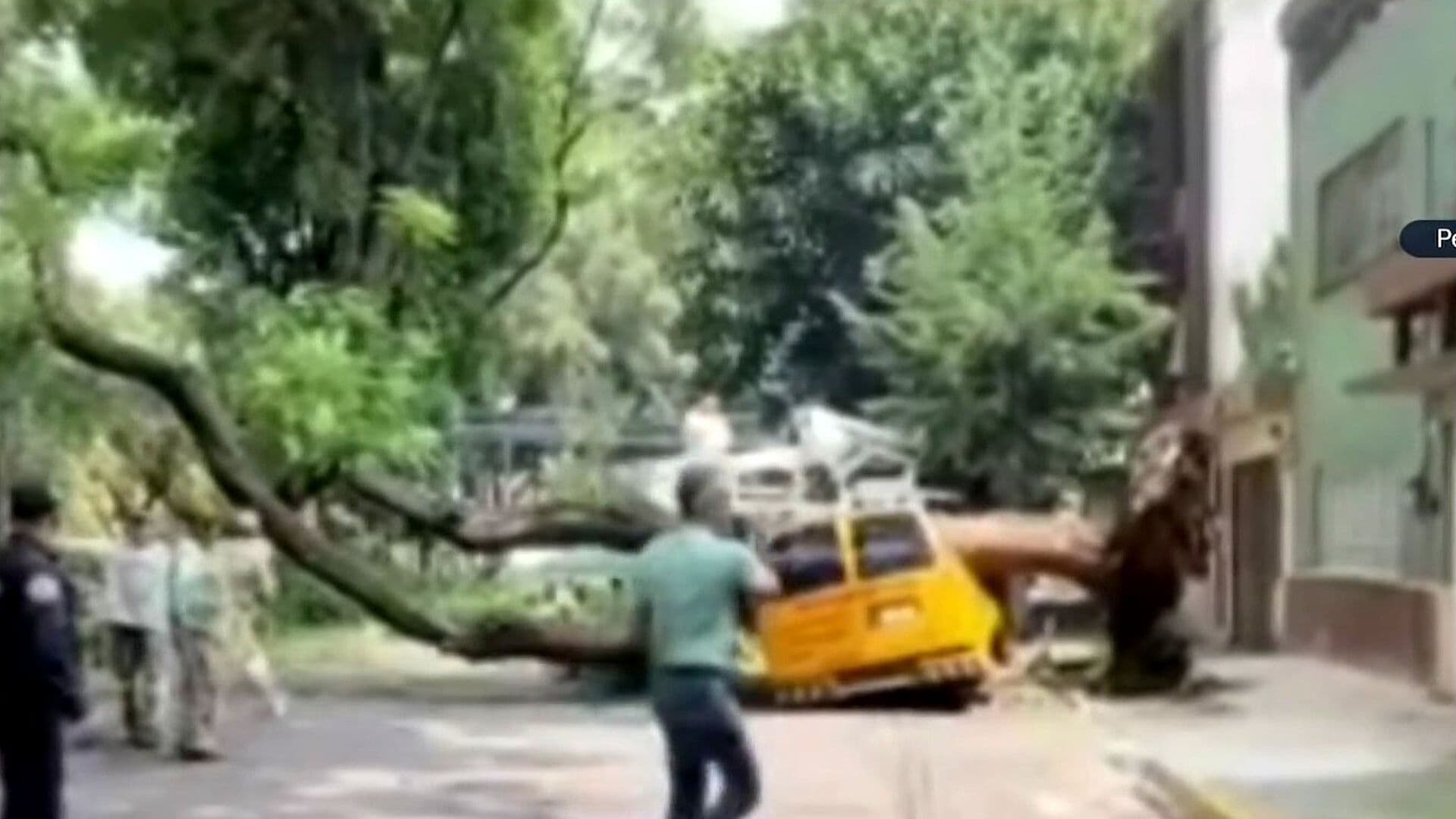 Árbol Cae sobre Camioneta de Transporte Escolar en Azcapotzalco; No Hay Lesionados