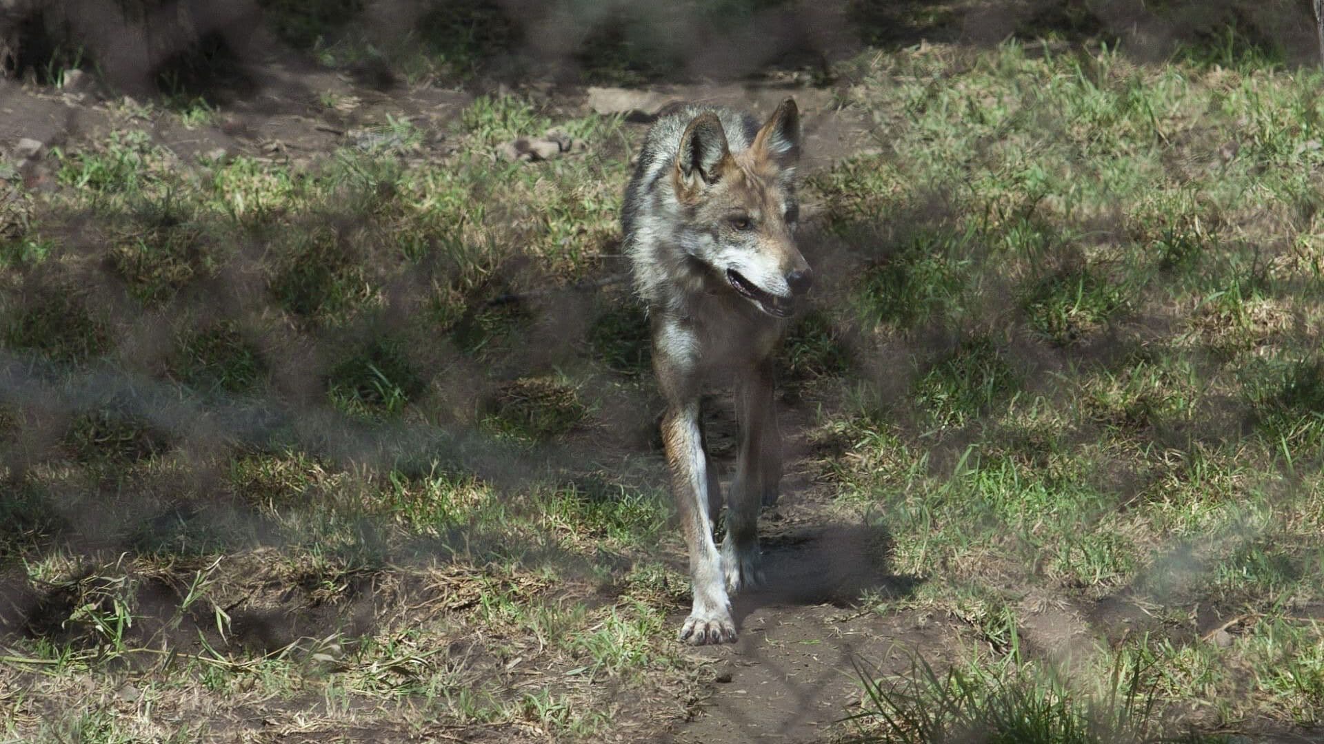 Situación del Lobo Gris Mexicano en Números: Población en México y EUA