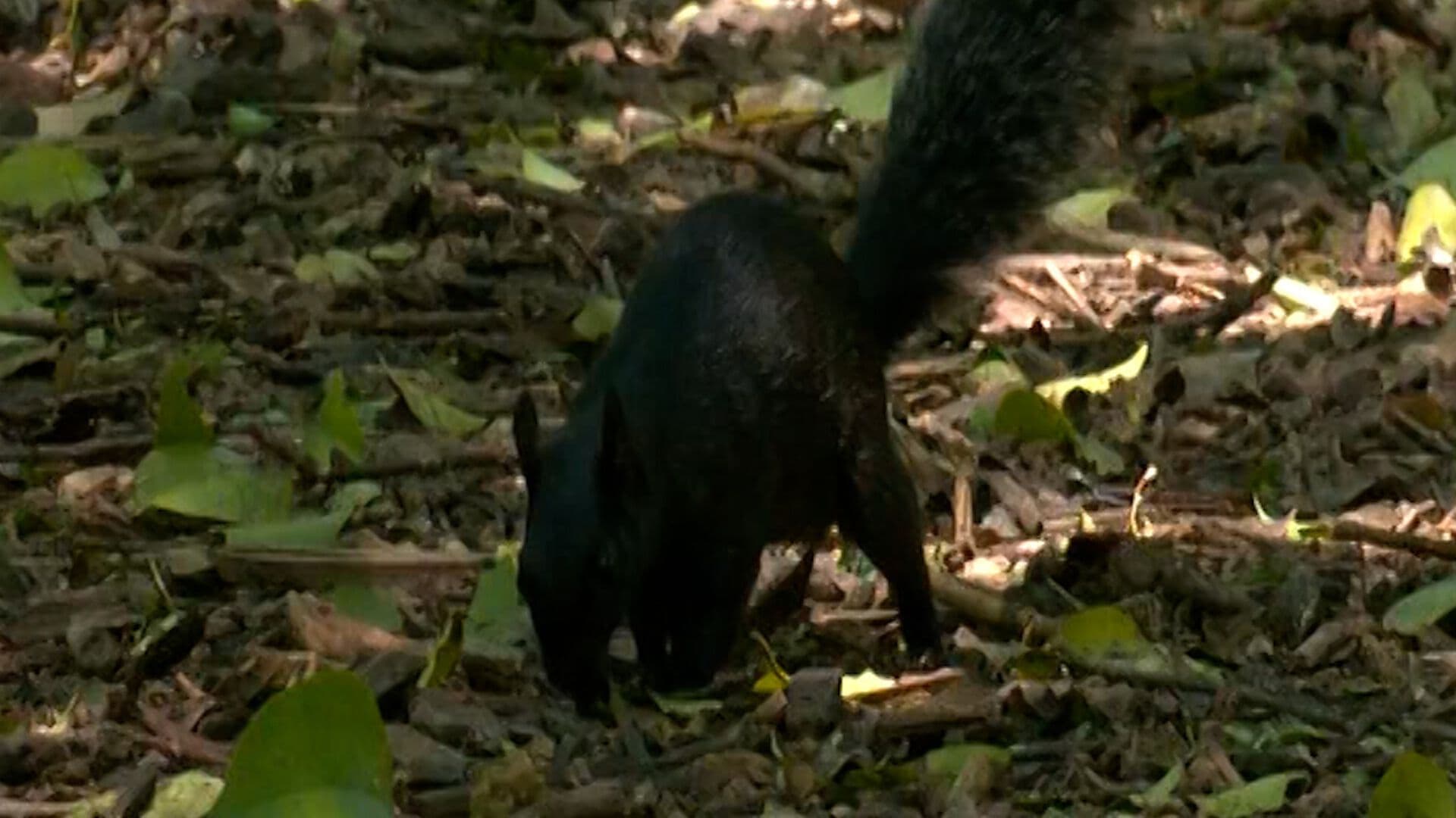 Animales Sobreviven en CDMX Pese a Invasión de su Hábitat