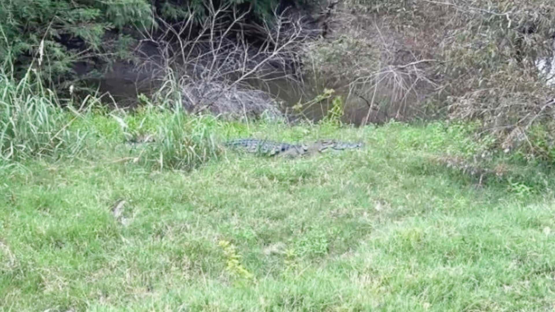 Alarma Presencia de Cocodrilo Libre por el Río Lerma en Salvatierra, Guanajuato
