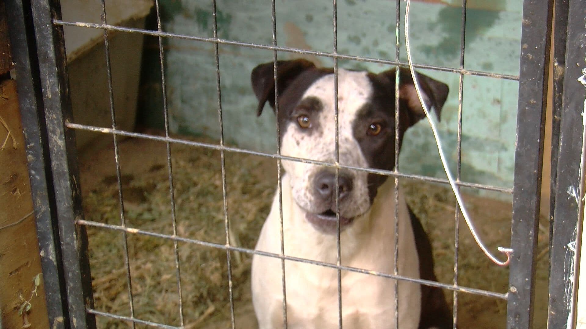 Rescatista de Tijuana Busca Apoyo para Mantener Refugio con 74 Perros