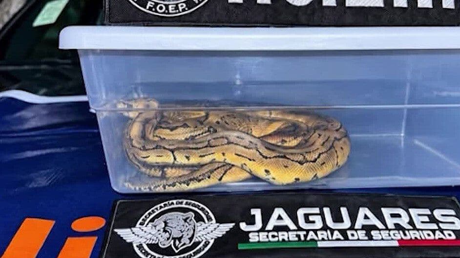 Detienen a Hombre por Intentar Vender una Serpiente Pitón en Tlaquepaque